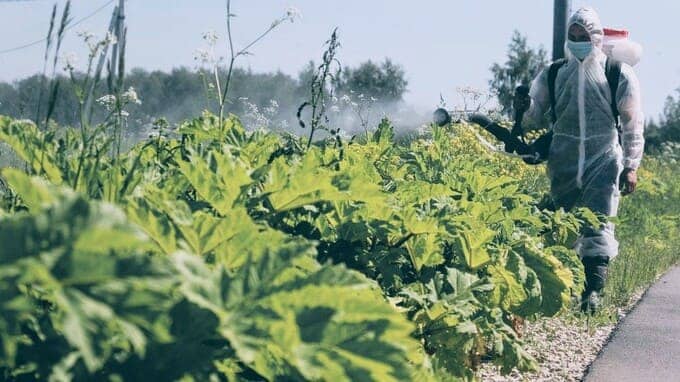 Штраф за неудаление борщевика Сосновского в Наро-Фоминском округе вырос до 5 000 рублей